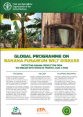 Global Programme on Banana Fusarium Wilt Disease: Protecting Banana Production From the Disease With Focus on Tropical Race 4 (TR4) (FAO. 2017)